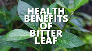Benefits of Bitter Leaf